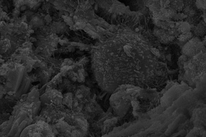  6 Surface morphology of Control, CF1.5 and SS2.0 samples(a) Control(b) CF1.5(c) SS2.0 