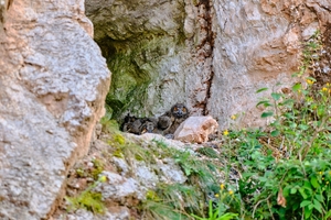  2 In the Fauna category, a picture by Andreas Nolte (commissioned by Rump &amp; Salzmann - Gipswerk Uehrde GmbH &amp; Co. KG) was awarded the prize 